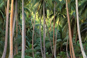 French Polynesia Travel Drucke: South Pacific