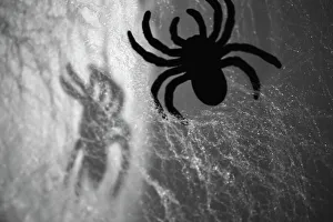 Zandria Muench Beraldo Photography Drucke: Spider on web