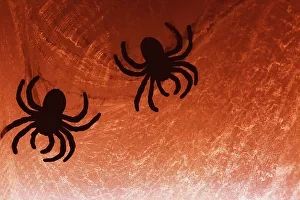 Spinne am Web