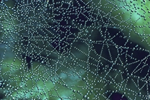 Spider Web Dew Drops Drucke: Spider web dew drops