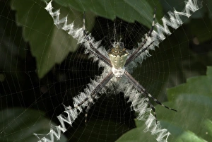 Spider Web Design Drucke: Spider and X-pattern web