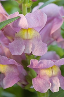 Macro Flower Images Drucke: Spring blooms