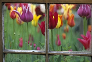 Nature Flower Photography Drucke: Spring Garden Behind Old window