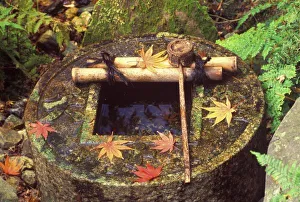 Japanese Tea Culture Drucke: Spring for Tea Ceremony