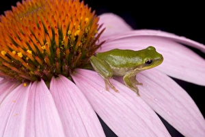 Echinacea Flower Drucke: Squirrel treefrog on echinacea flower, Hyla squirella, Central Florida backyard