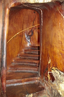 Giant Kauri Tree Drucke: Staircase inside a giant kauri tree, Ancient Kauri Kingdom, Awanui, near Kaitaia
