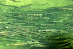 Oregon Nature Photography Drucke: Steelhead Returning Home to Spawn, Steamboat Creek, Oregon, USA