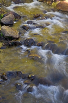 Willow Tree Silhouette Drucke: Stream in Fall with the colors reflected in the moving waters, Alabama Hills California