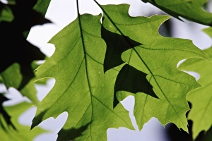 Nature Park Photography Drucke: Sun light passing through leaves
