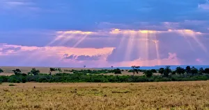 African Savannah Landscape Drucke: Sun setting on the Masai Mara
