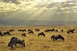Tanzania Safari Photos Drucke: Sunbeams and Wildebeest