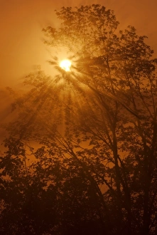 US Natural Scenery Drucke: Sunrays streaming through a leafy tree, Boring, Oregon, USA