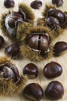 Autumn Food Drucke: Sweet Chestnuts with and without the spiny shell