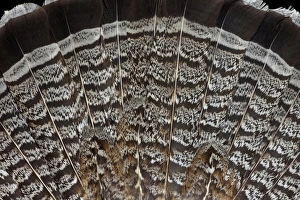 Bird Feathers Drucke: Tail feathers