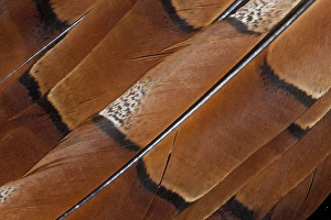 Beauty In Natural Patterns Drucke: Tail feathers of Cooper Pheasant