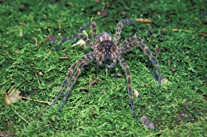 Arachnid Photography Drucke: Thin-legged Wolf Spider (Pardosa sp)