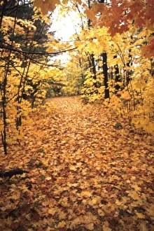 Fall Foliage In USA Drucke: Tranquil Road with