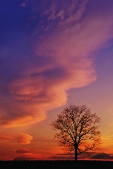 Tree Silhouette At Sunset Drucke: Tree silhouette at sunset