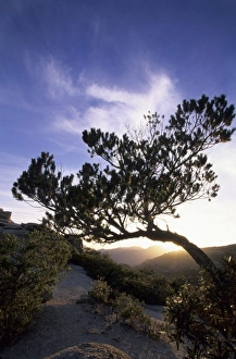 US Mountain Scenery Drucke: Tree silhouetted at sunset, Tucson, Arizona, United States