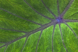 Tropical Leaf Pattern Drucke: Tropical leaf pattern