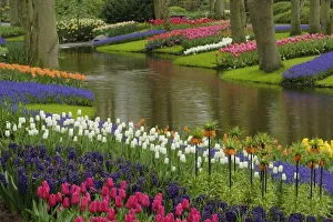 Tulip Garden Drucke: Tulip and hyacinth
