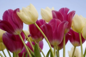 Pink Tulips Drucke: Detail of tulips