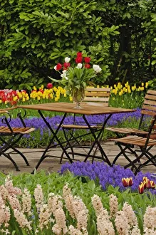 Tulips In Garden Drucke: Tulips of table