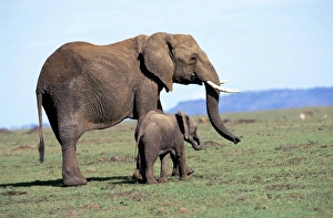 Drucke von Afrika, Kenia, Masaisa-Mara-Wildreservat. Riesenrind mit Mutter (Loxodonta africana) Bilder Datiert 2009 September: Unknown