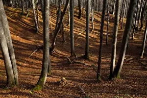 Rural Austrian Landscapes Drucke: Upper Austria, Austria - High angle view of trees on a hillside. Horizontal shot
