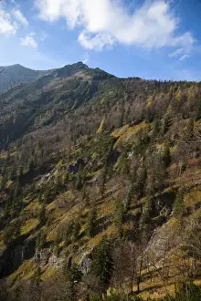 Austrian Countryside Photos Drucke: Upper Austria, Austria - Tree covered mountainside. Vertical shot
