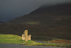 Schafe Drucke: Schloss Urquhart, Schottische Hochlande, Schottland, Großbritannien