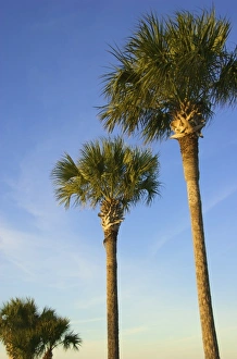 Florida Nature Photography Drucke: USA, Florida