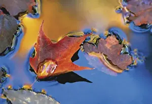 Autumn Leaf Pictures Drucke: USA, Northeast, Maple Leaf in Reflection Floating Down Stream. Credit as: Nancy Rotenberg