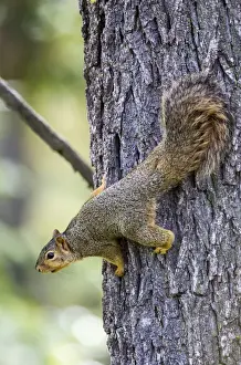 Vereinigte Staaten von Amerika, Ogle County im Bundesstaat Illinois am Stamm eines Baumes befindet sich ein Rotfuchs