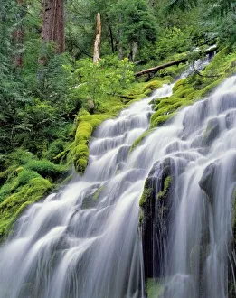 Lush Forest Landscapes Drucke: USA, Oregon, Proxy