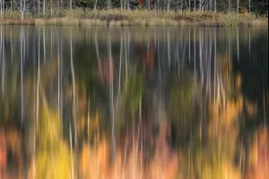 Upper Peninsula Michigan Drucke: Abstract fall color reflection, Upper Peninsula of Michigan