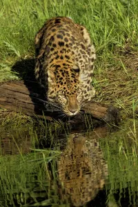 Drucke von Panthera pardus orientalis am Amur-Leoparden und beim Trinken nachdenkt. In Gefangenschaft Leopard Drucke: Panthera pardus orientalis am Amurr Leoparden und beim Trinken nachdenkt