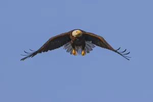 Haliaeetus Leucocephalus Images Drucke: Bald Eagle in flight, Florida