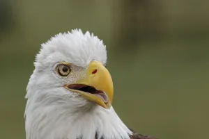 Haliaeetus Leucocephalus Images Drucke: Bald eagle, Florida