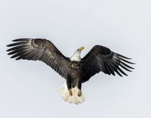 Bald Eagle In Flight Drucke: Bald Eagle going for altitude