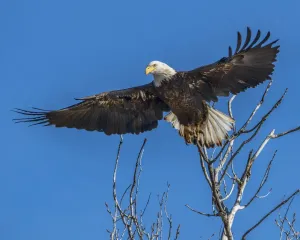 Bald Eagle Drucke: Bald Eagle launching from tree