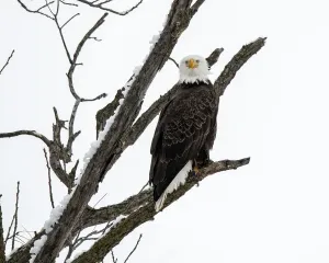 Bald Eagle Images Drucke: Bald Eagle staring