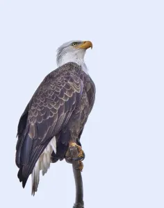 Bald Eagle Drucke: Bald Eagle watching something flying above