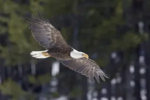 Drucke von Winterschwalbe Leucocephalus Drucke: Buntuilchen, Winterflug