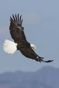 Drucke von Bald Adler in Flug Leucocephalus Drucke: Bald Adler in Flug.