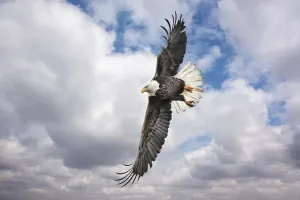 Bald Eagle Drucke: Balk Eagle looking for prey