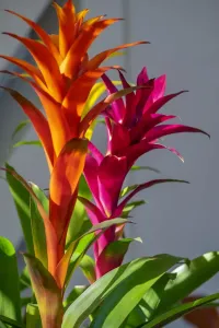Tropical Foliage Drucke: Bromeliad