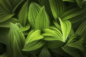Danita Delimont Images RF Drucke: Corn lily