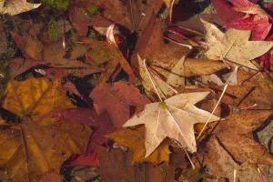 Herbstfarne