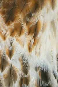 Florida Bird Photography Drucke: Feather pattern on Red-tailed hawk, Florida